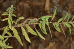 Aromatic aster